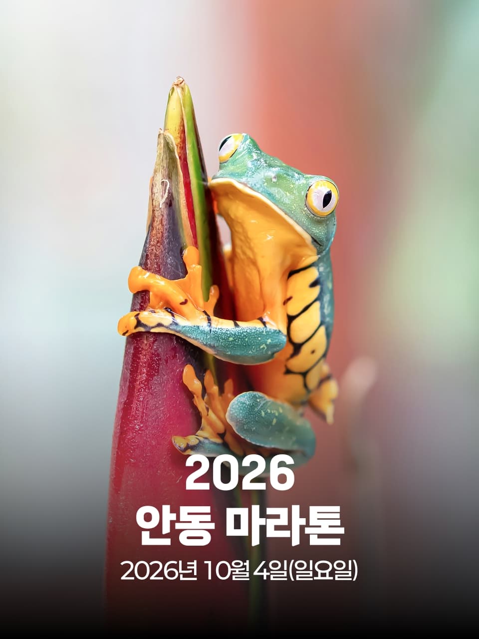 2026 안동 마라톤 이미지 1