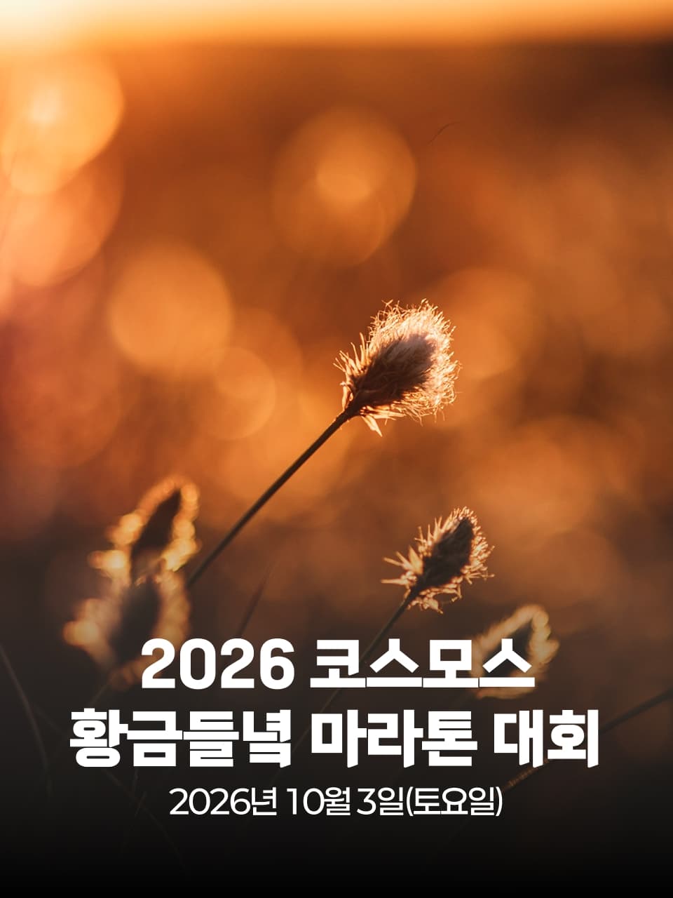 2026 코스모스 황금들녘 마라톤 대회 이미지 1