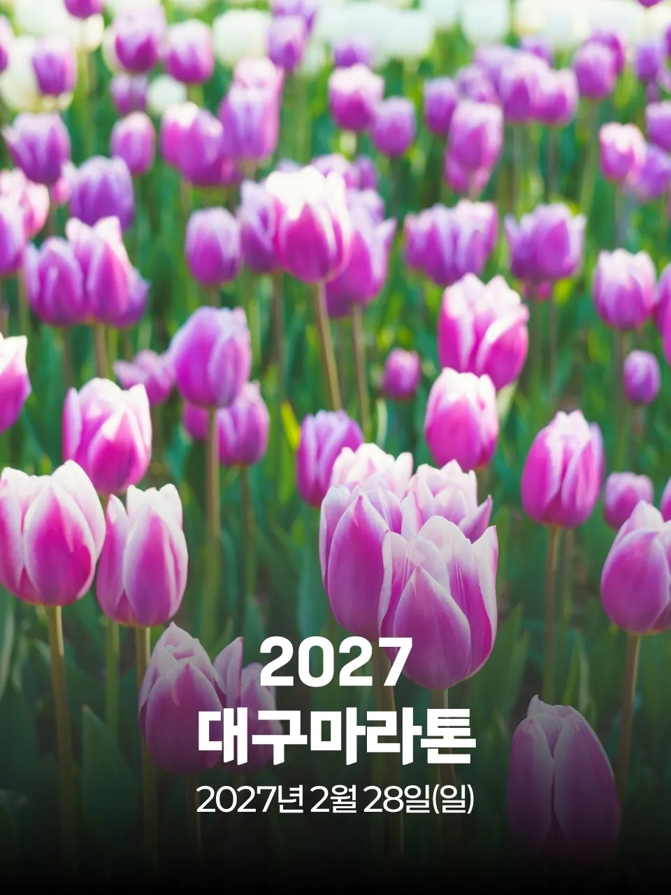 2027 대구마라톤 대회 커버 이미지