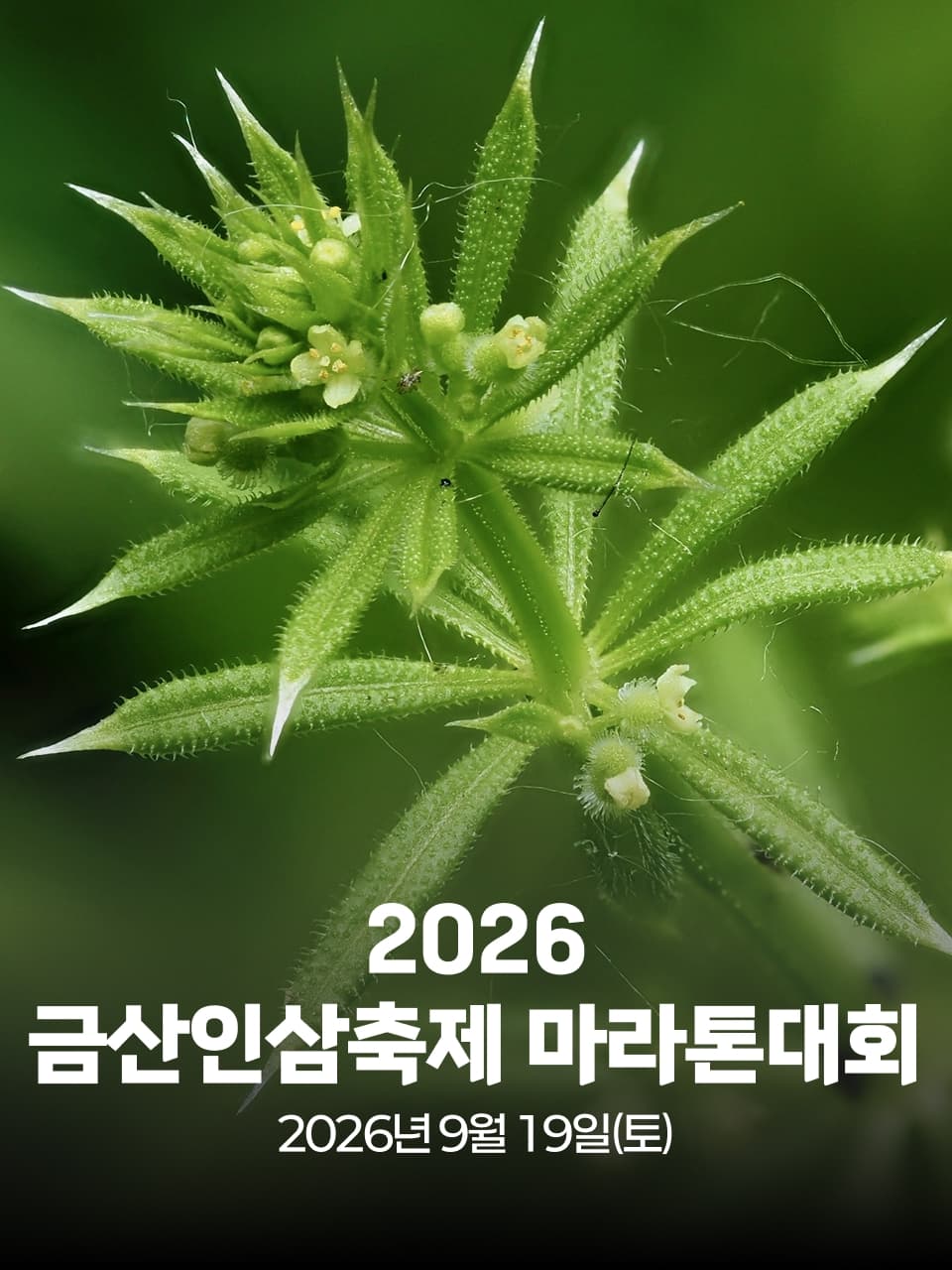 2026 금산인삼축제 마라톤대회 이미지 1