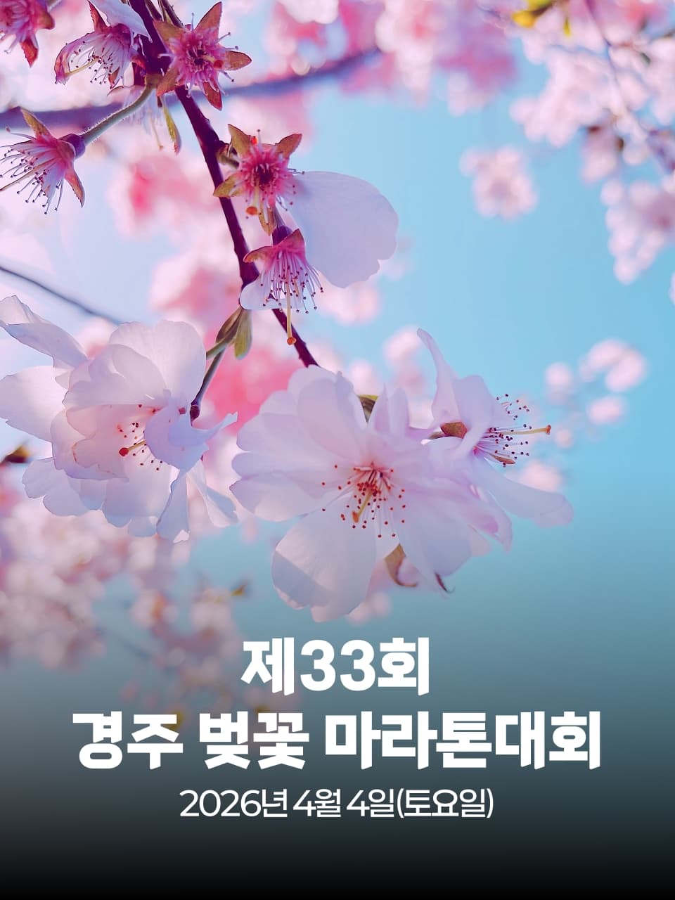 제33회 경주 벚꽃 마라톤대회 이미지 1