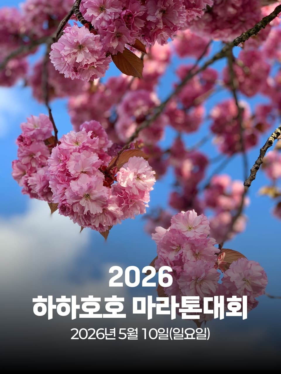 2026 하하호호 마라톤대회 이미지 1