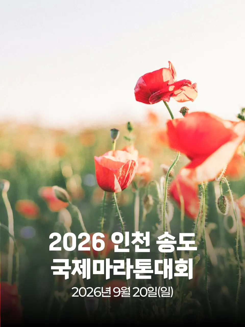2026 인천 송도 국제 마라톤대회 대회 커버 이미지