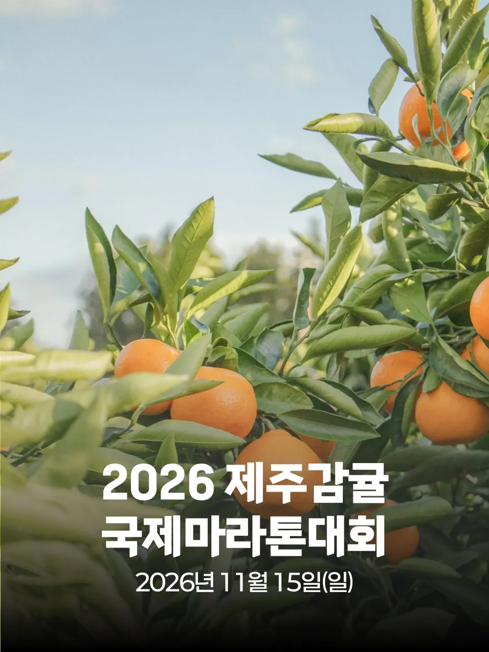 2026 제주감귤 국제마라톤대회 대회 커버 이미지