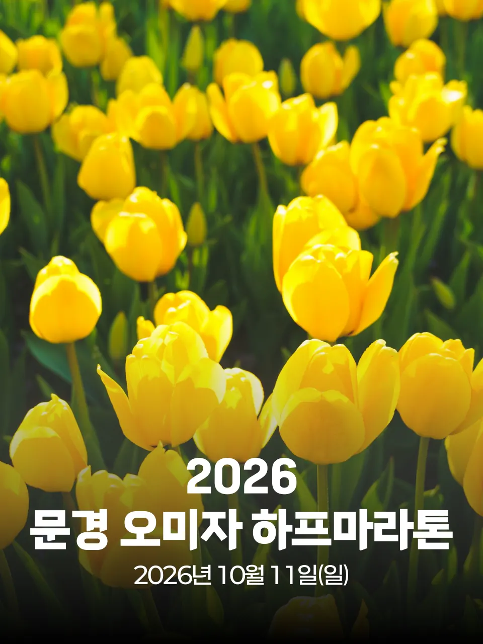 2026 문경 오미자 하프마라톤 대회 커버 이미지