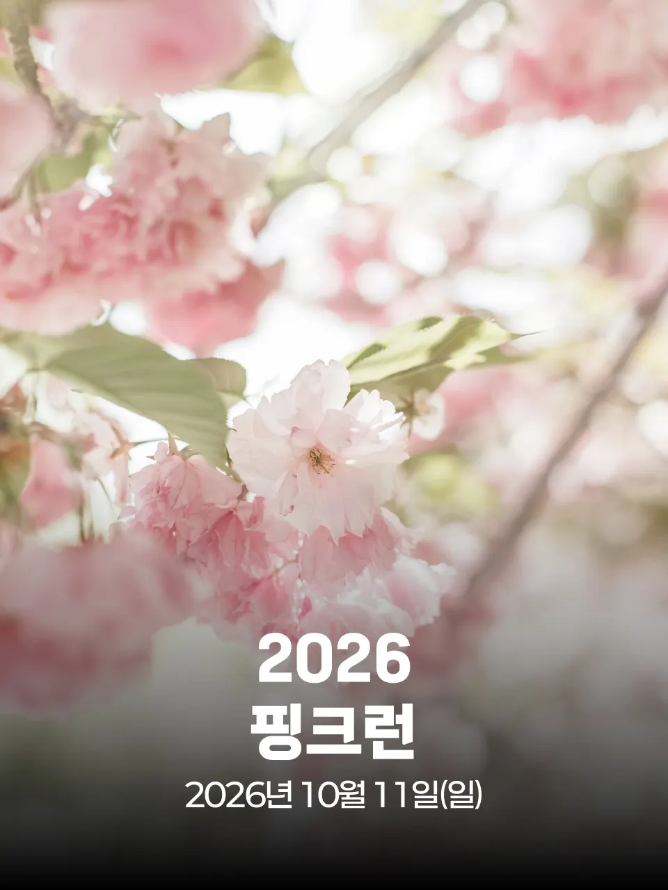 2026 핑크런 대회 커버 이미지