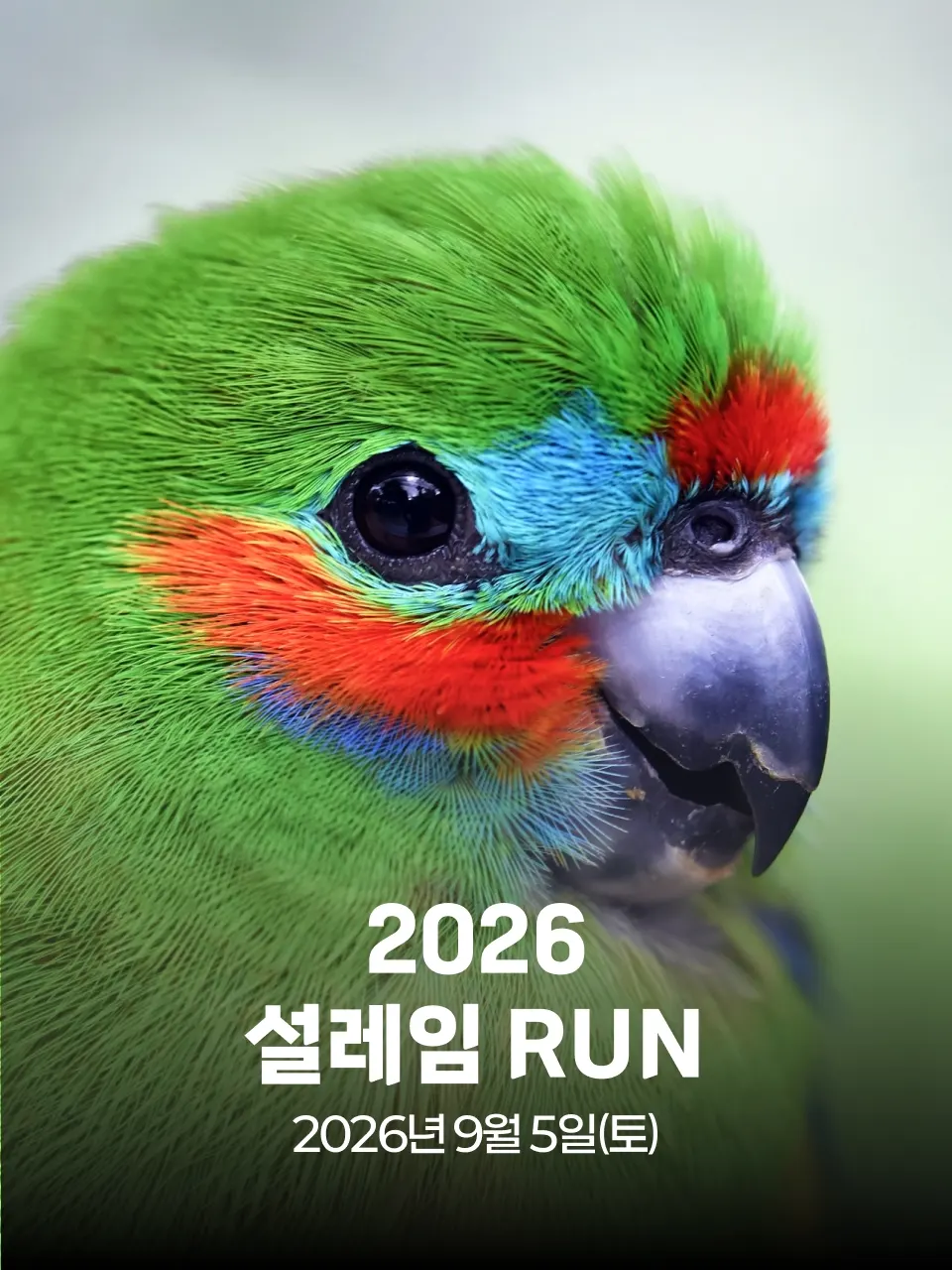 2026 설레임 RUN 대회 커버 이미지