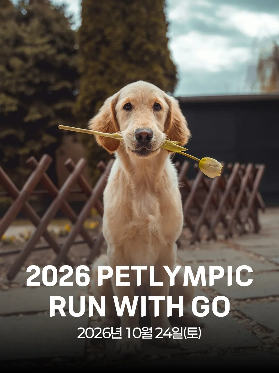 2026 SEOUL PETLYMPIC & RUN WITH GO 대회 커버 이미지