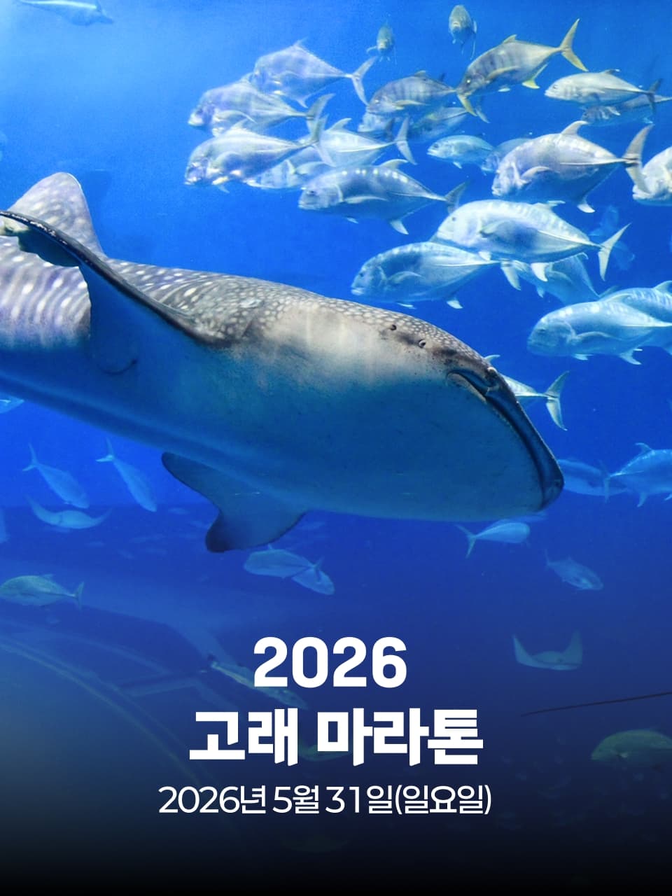 2026 고래 마라톤 이미지 1